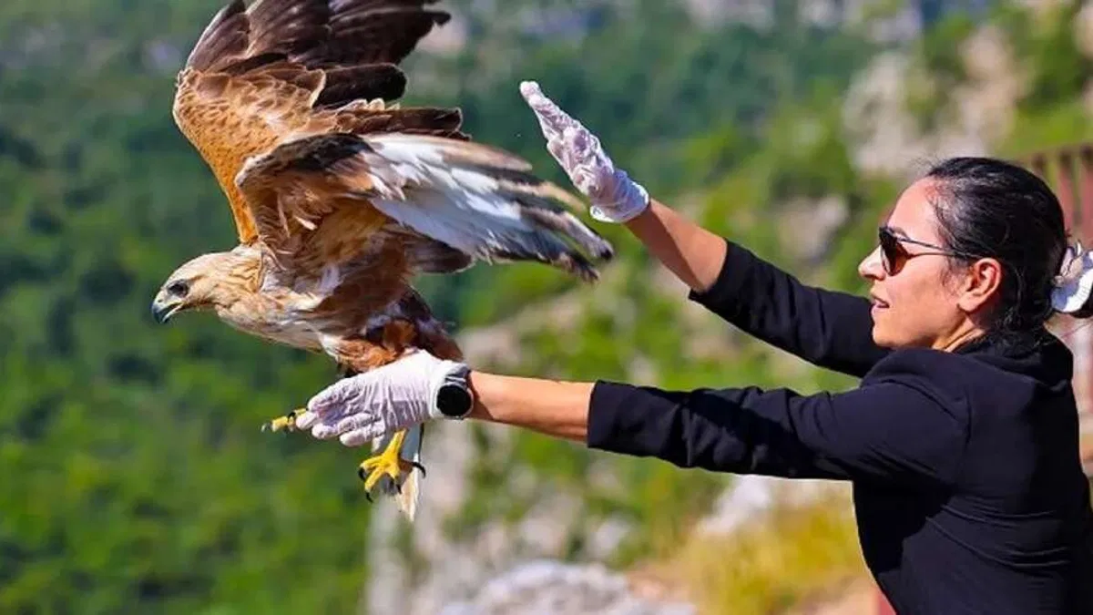 Kızıl şahin yeniden kanatlandı ve özgürlüğe uçtu!