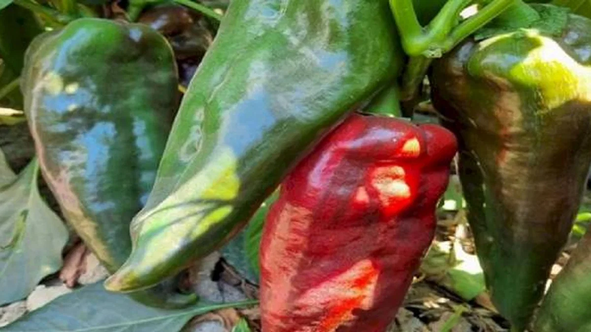 'Aybar' Bursa Yenişehir'i sevdi
