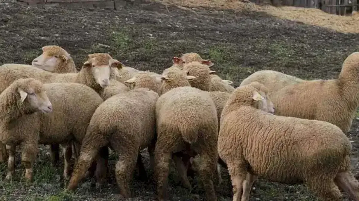 Balıkesir çiftçisine yüzde 100 hibeli damızlık desteği