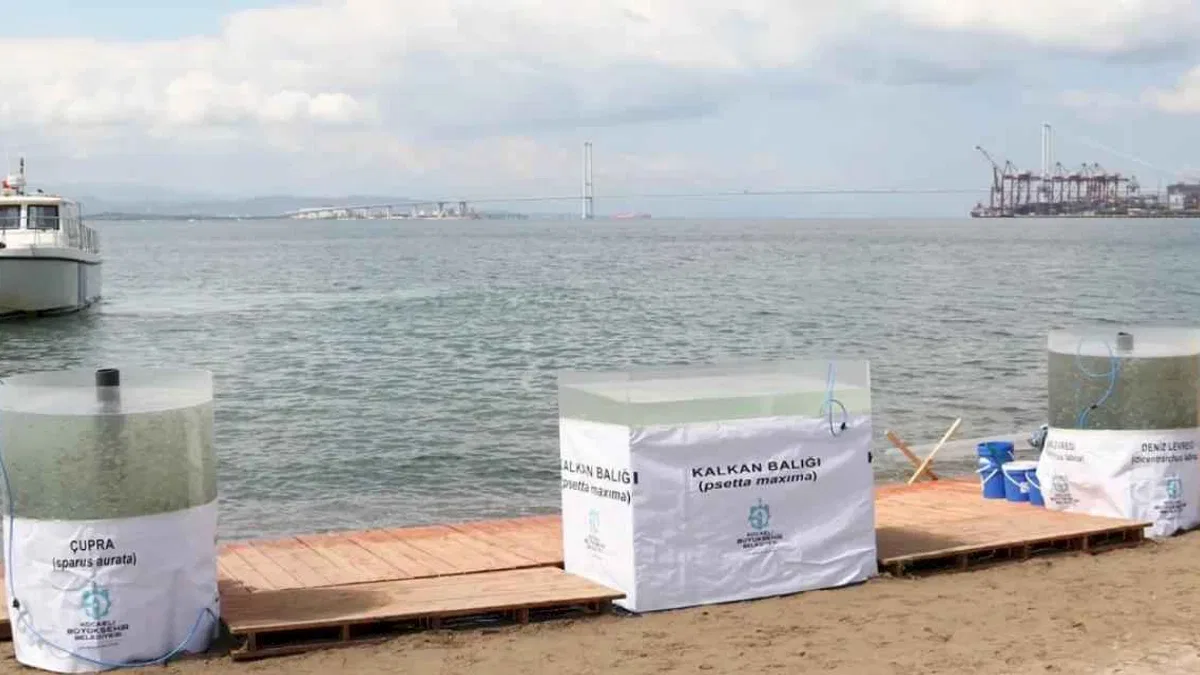 İzmit Körfezi’ne 6 bin balık daha salınacak