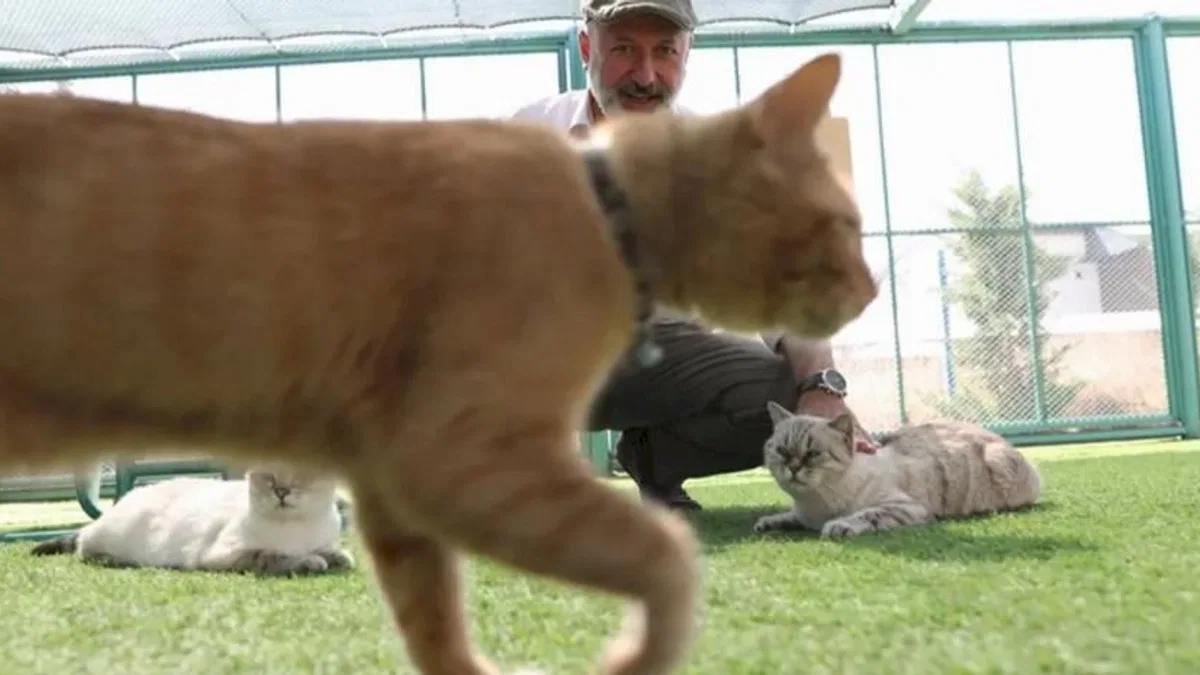Küçük Dostlar Kedi Kasabası rekor ziyaretçiye ulaştı