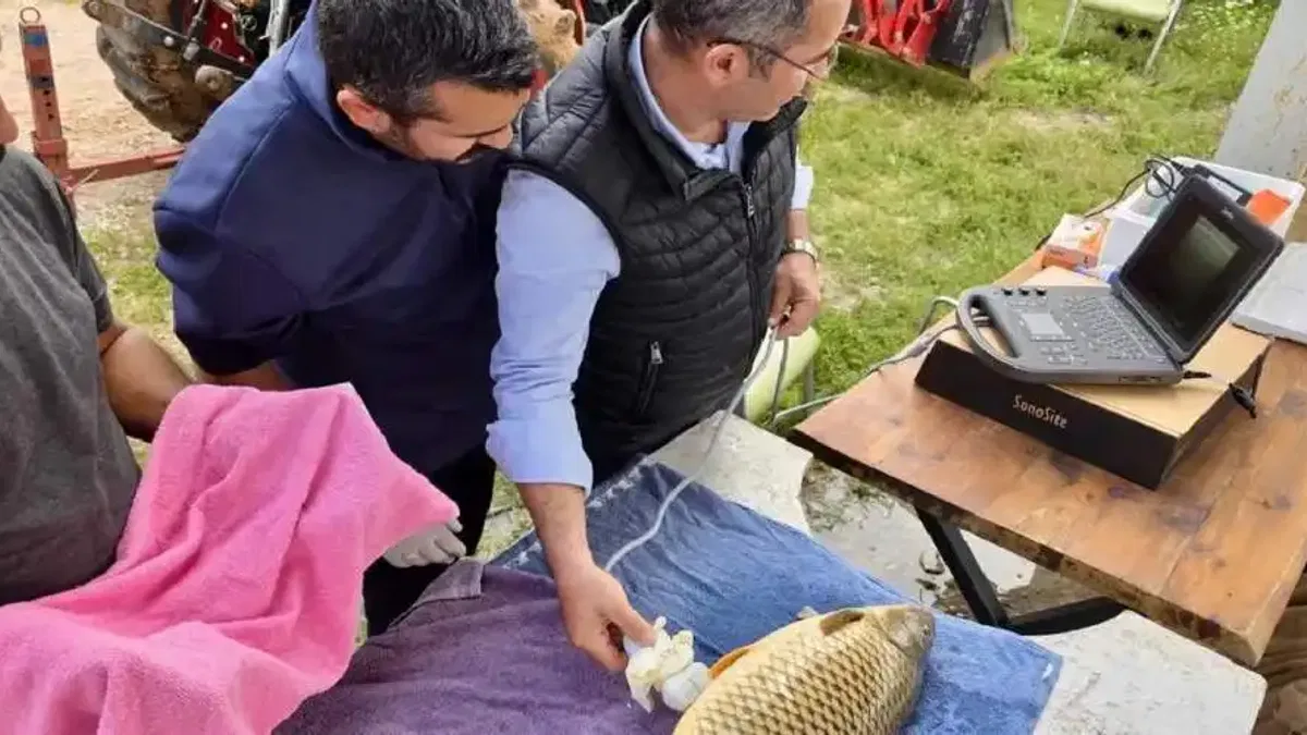 Milyonlarca yavru balık doğal sularla buluşuyor