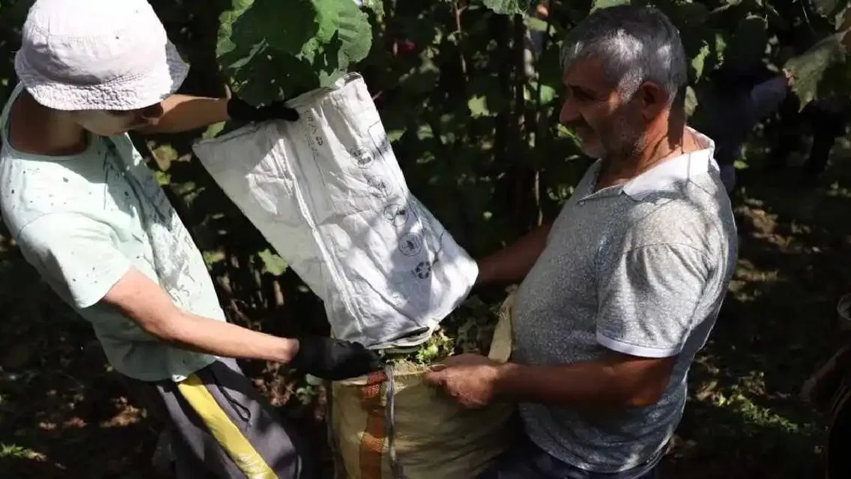 Ordu’da fındık hasadı için işçi başvuruları sürüyor