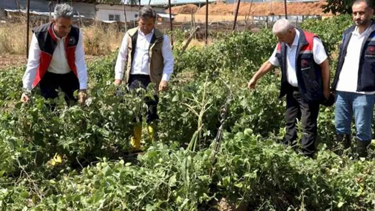 Bilecik Pazaryeri'nde yağıştan zarar gören arazilere yakın mercek