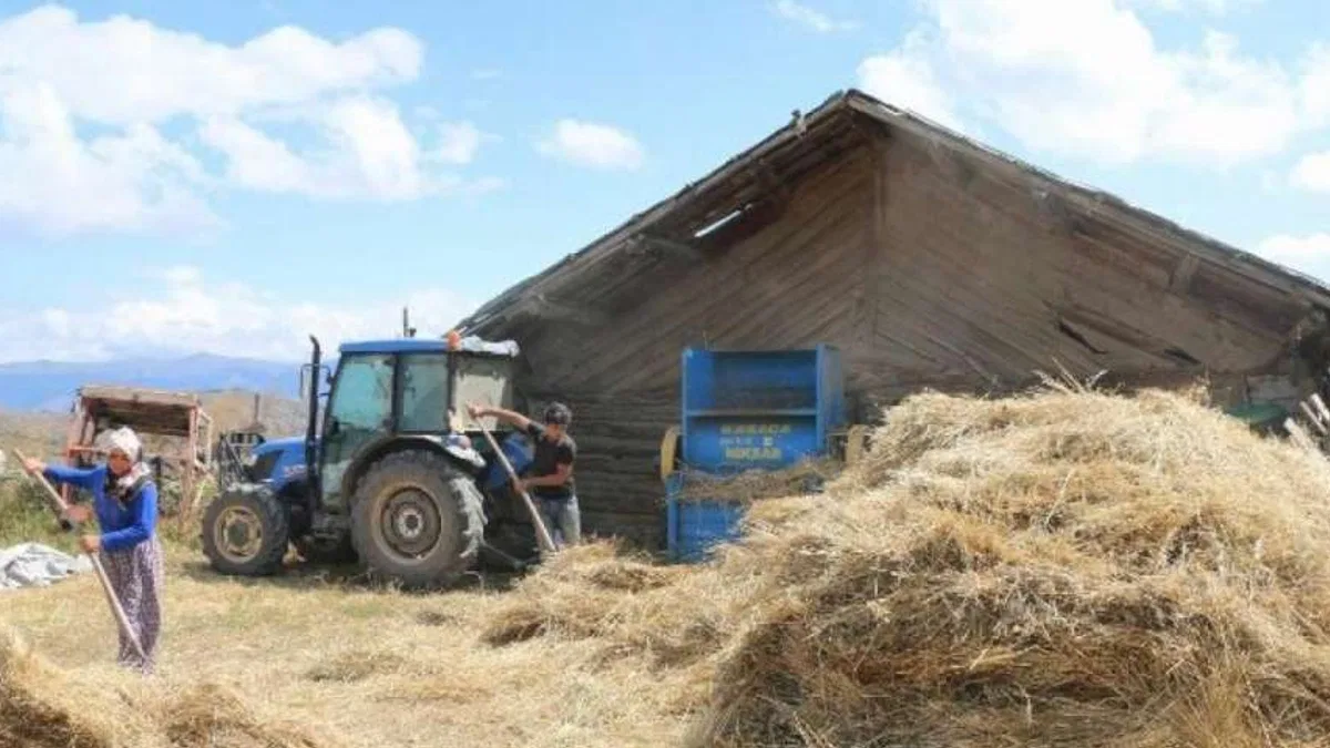 Buğdayın atası siyez üretimi artıyor