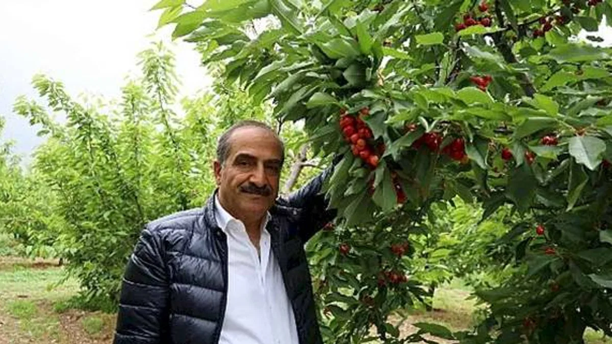 Kiraz hasat şenliğine gençler enerji kattı