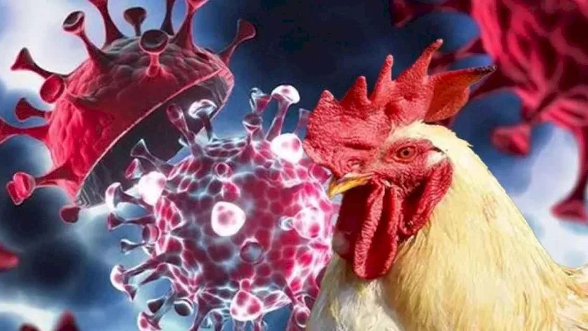 Meksika’da can alan kuş gribi endişelendirdi!