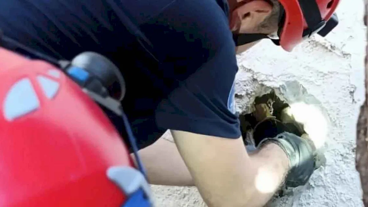 İzmir İtfaiyesi sıkışan kediyi kurtardı!