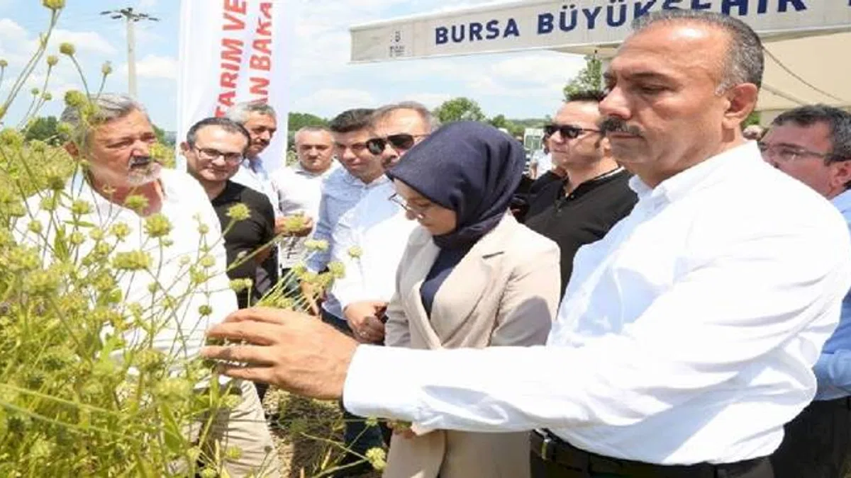 Bursa Harmancık'ta pelemir hasadı