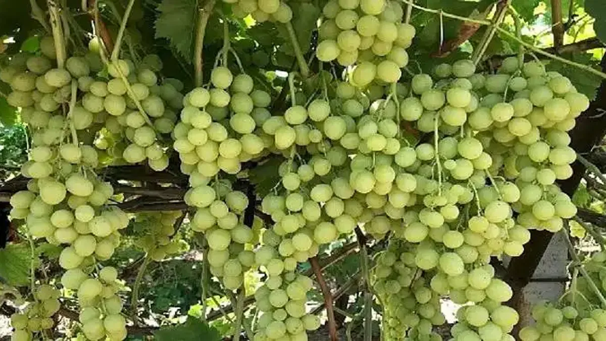 Superior Seedless Çeşidi Sofralık Üzümün ihracat yolculuğu başladı