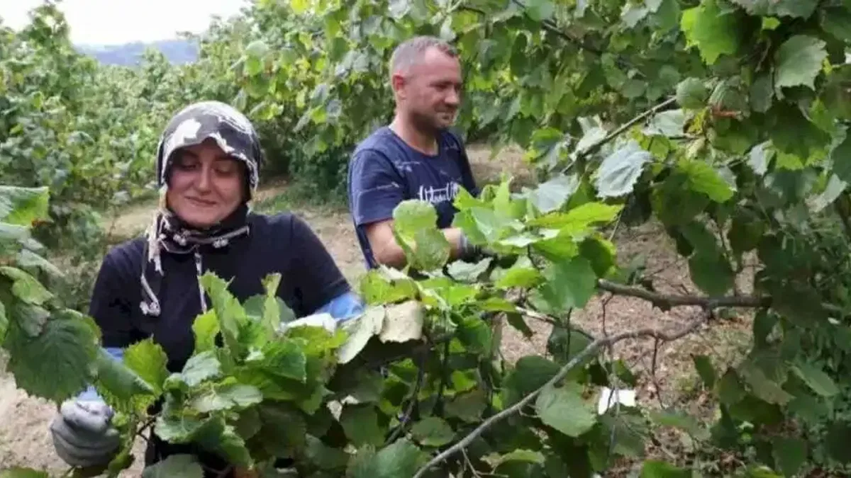 Fındık ekmek kapısı oluyor