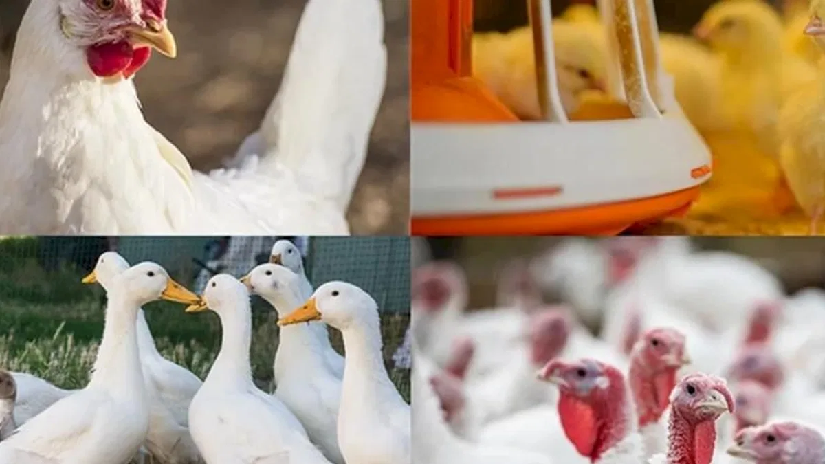 Kanatlı işletmelerinde kurallar güncellendi