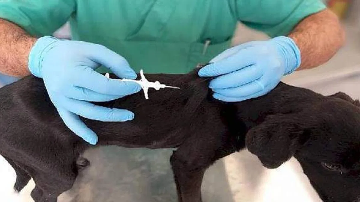 İzmir'de 32 bin sokak köpeğine mikroçip takıldı