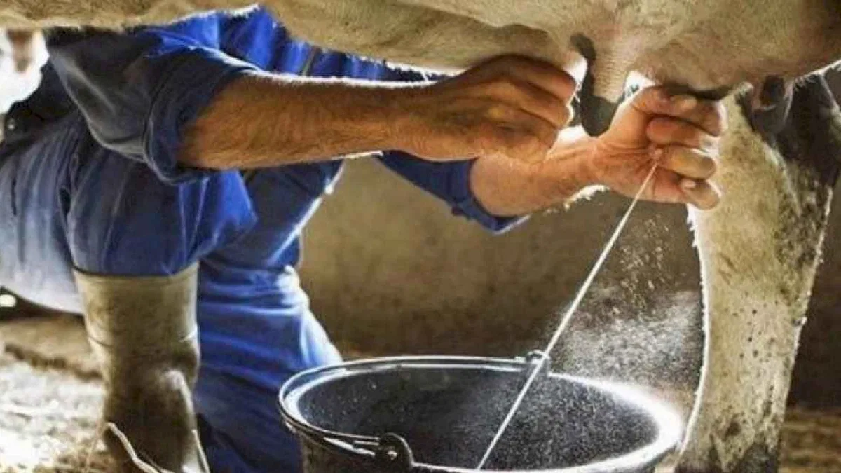 Süt ve süt ürünleri üretiminde artış