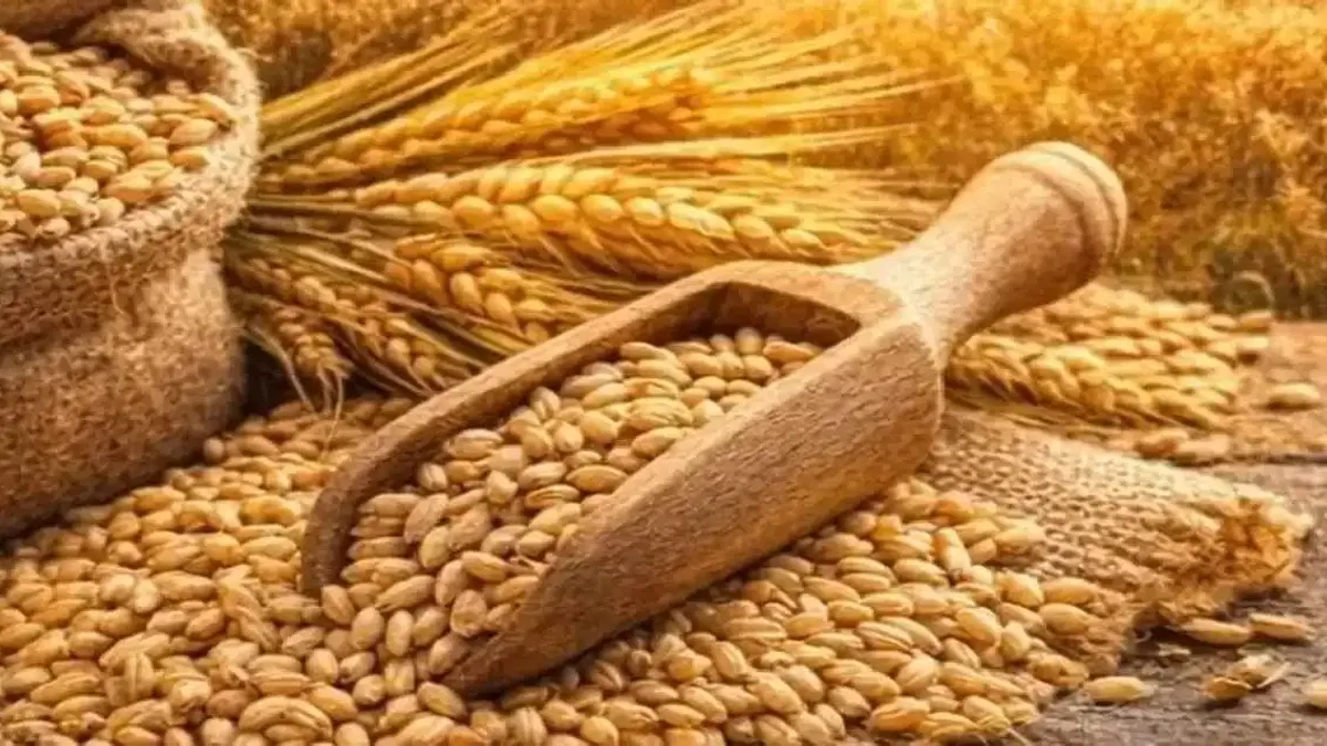 TMO’dan buğday ve arpa satışında yeni adım