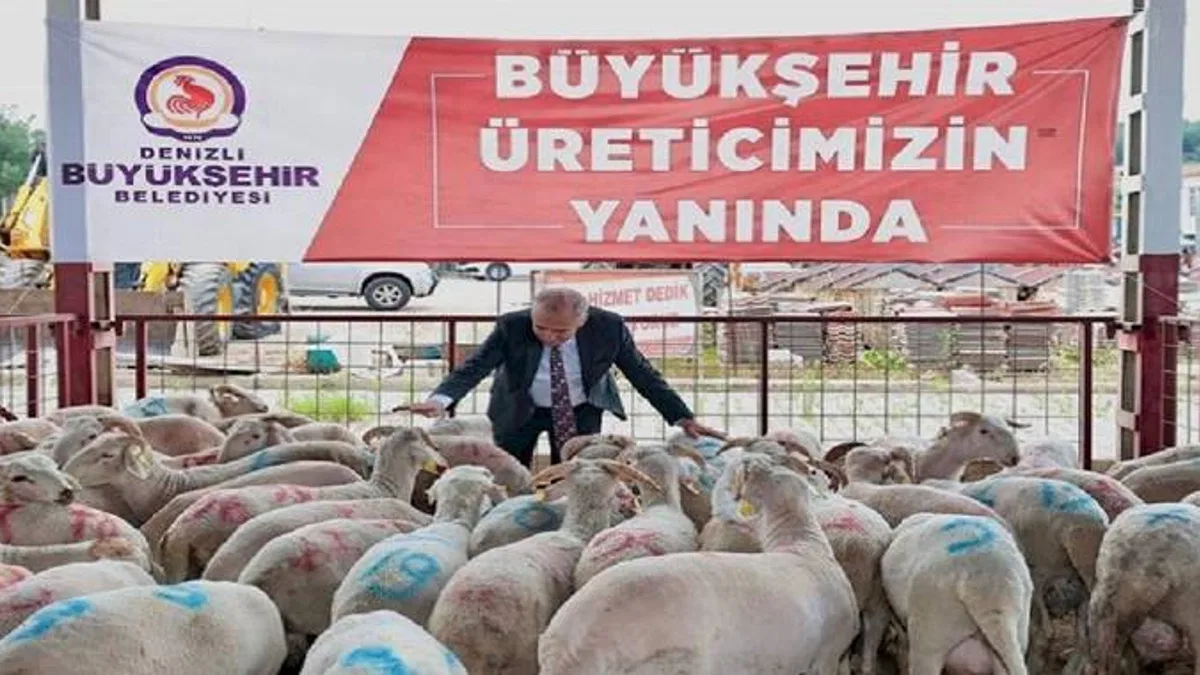 Hayvancılığa damızlık koç desteği