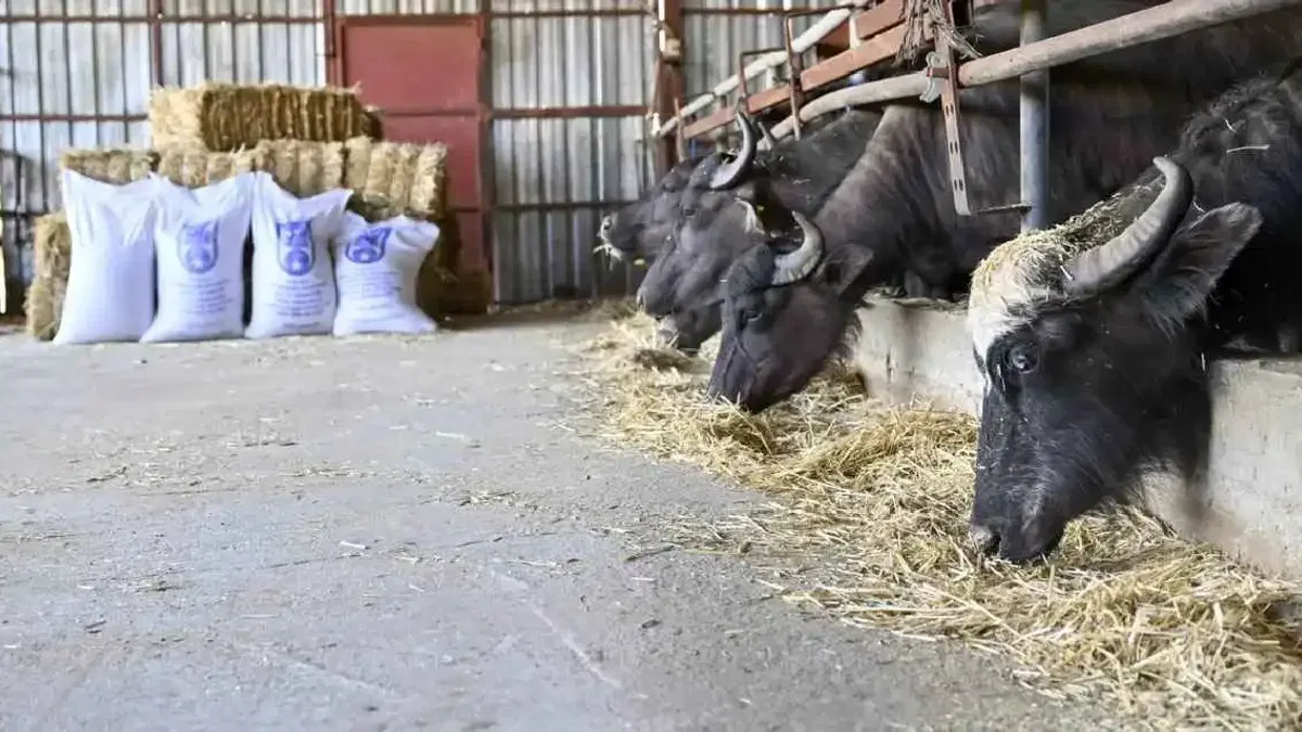 Ankara’da manda yetiştiricilerine ücretsiz yem desteği