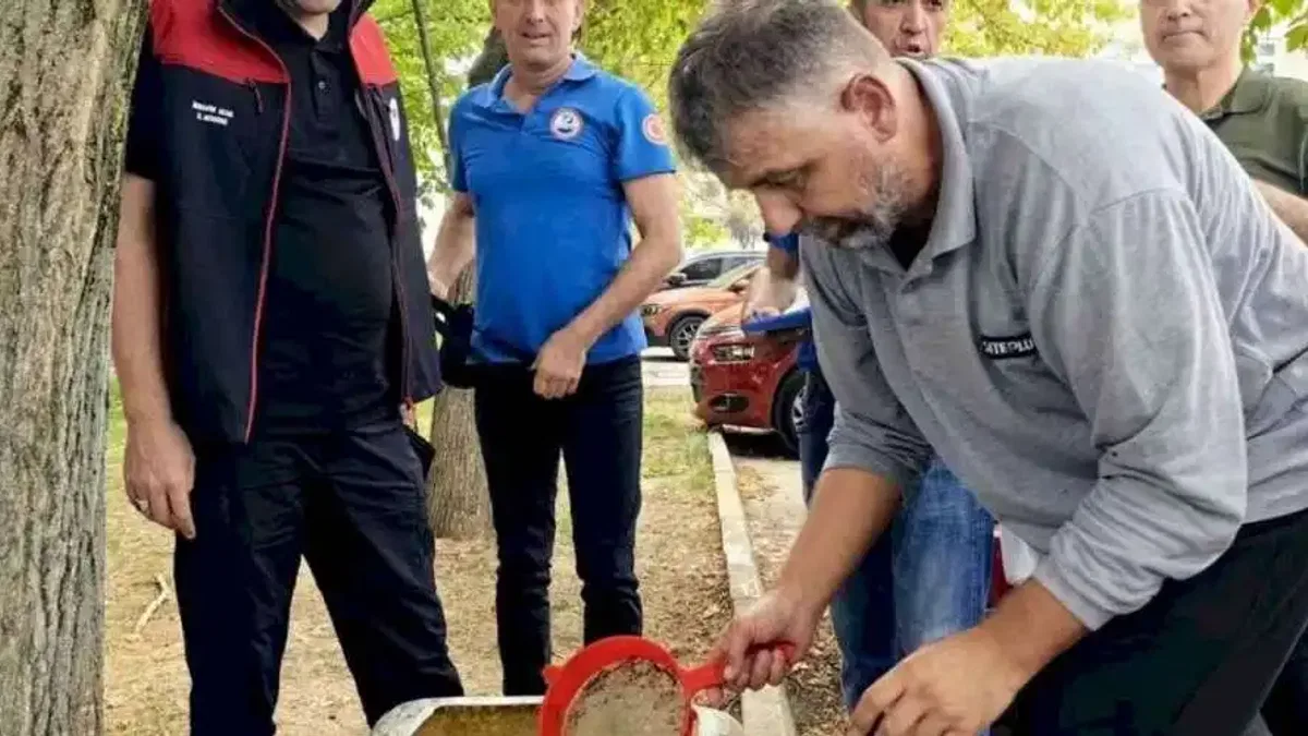 Bursa'nın su kaynaklarına 2,2 milyon sazan balığı bırakılacak