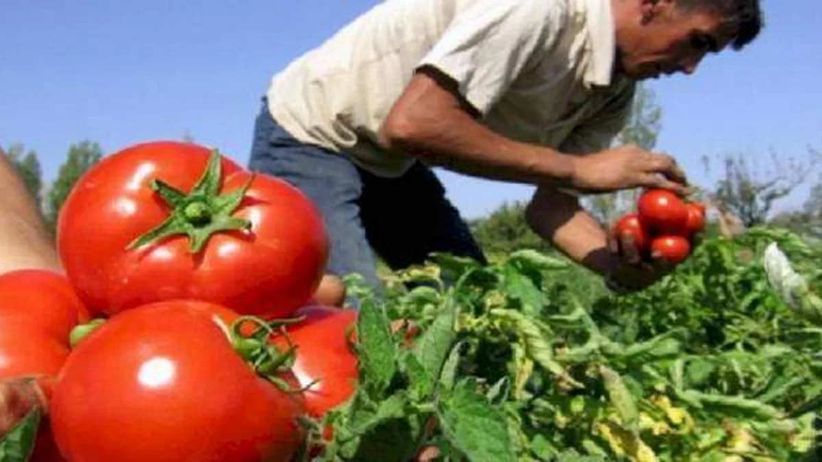 Yasak kaldırıldı, domateste ihracat yolu açıldı!