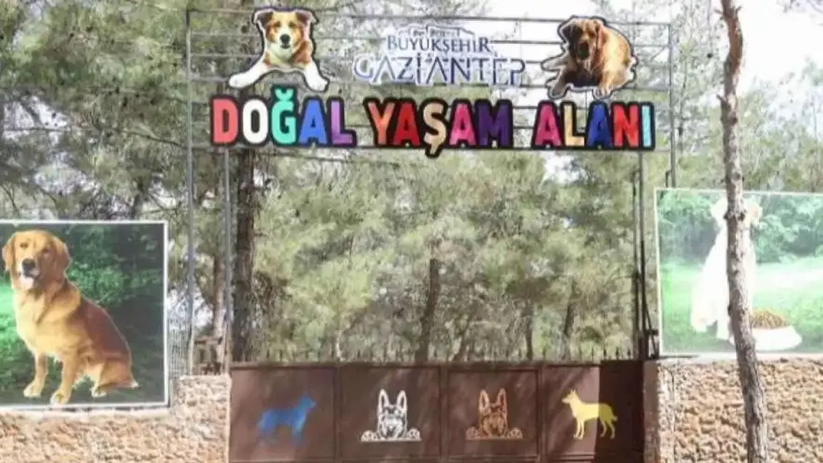 Gaziantep Büyükşehir, sokak hayvanlarına sahip çıkıyor