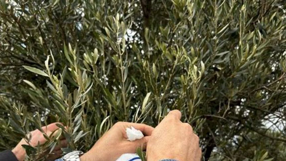 Muğla Milas'ta zeytine sahip çıkılıyor
