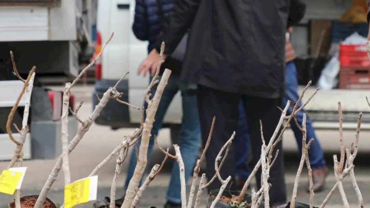 Konya'da kırsala 'Antep Fıstığı' desteği