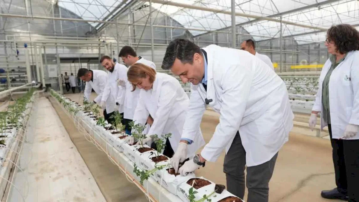 Kula jeotermal serada yeni sezon fideleri toprakla buluştu
