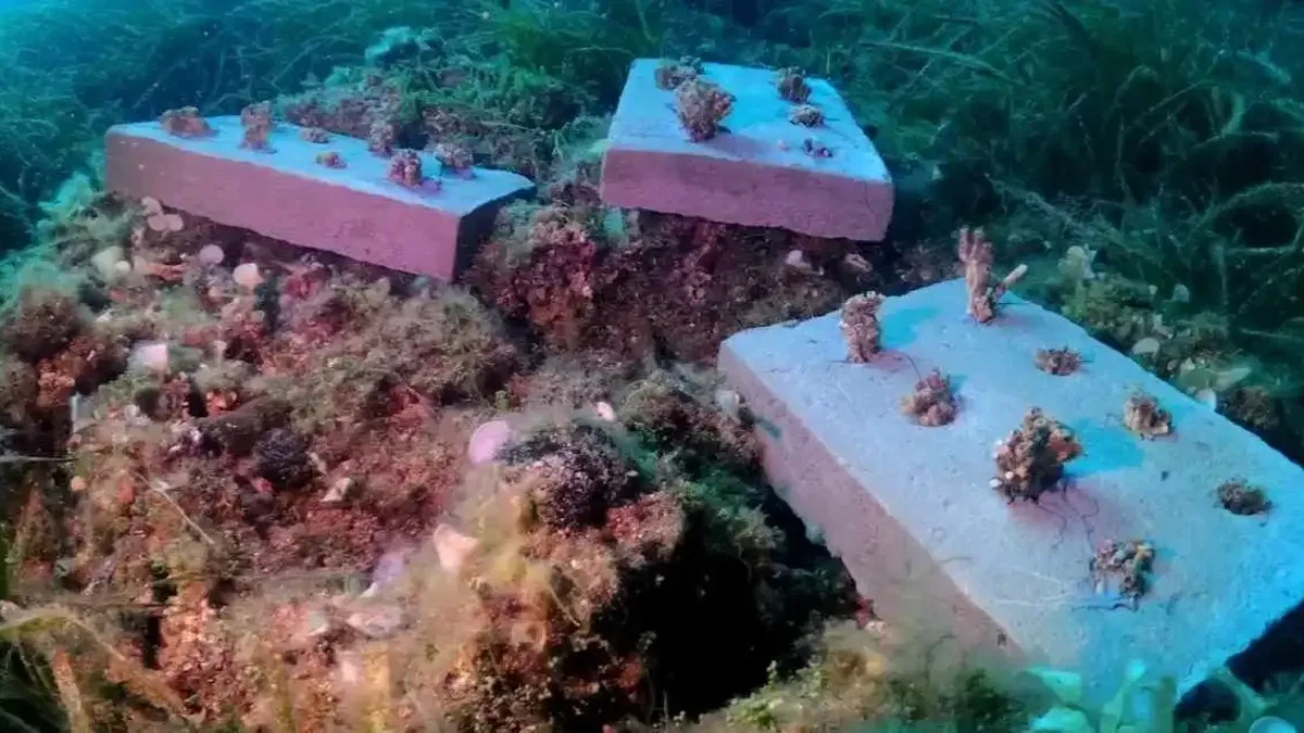 Bozcaada mercan resifleri için koruma seferberliği... 180 deniz canlısı türü kayıt altına alındı