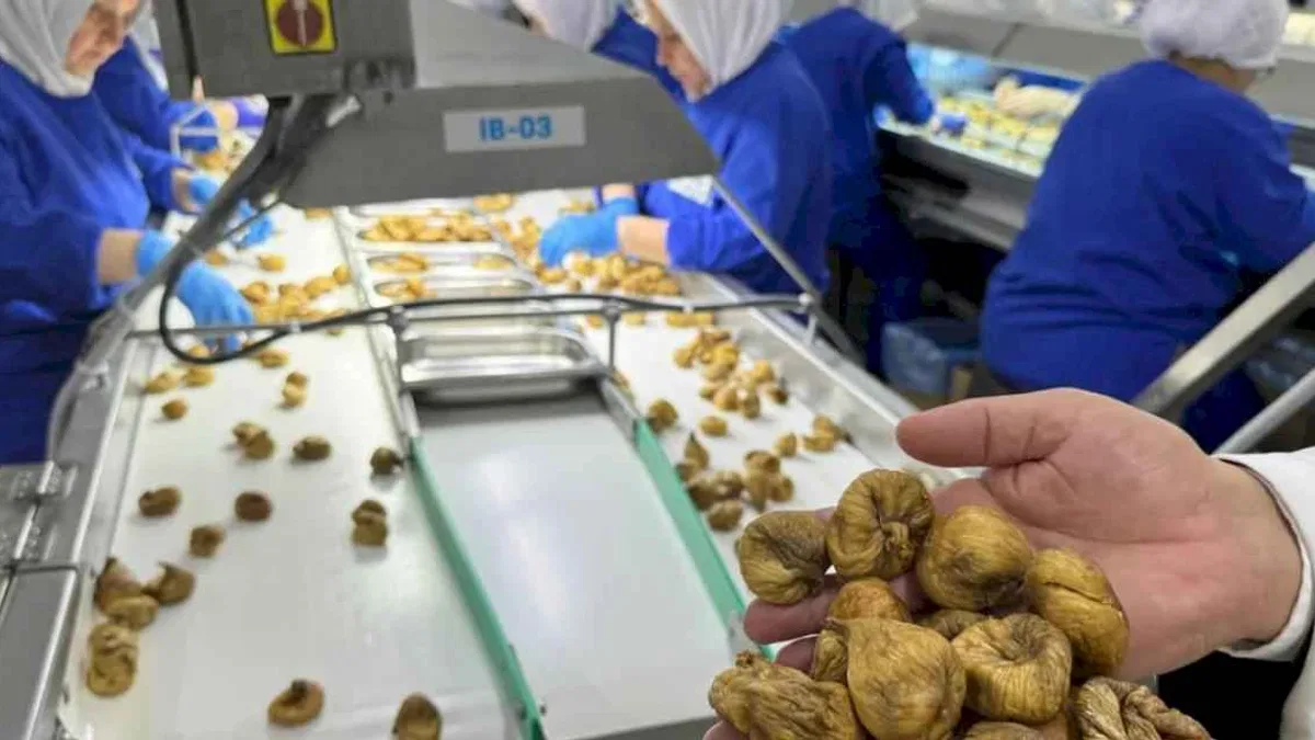 Kuru incir ihracatı 350 milyon doları aştı... İhracat için ilk gemiye hazırlanılıyor