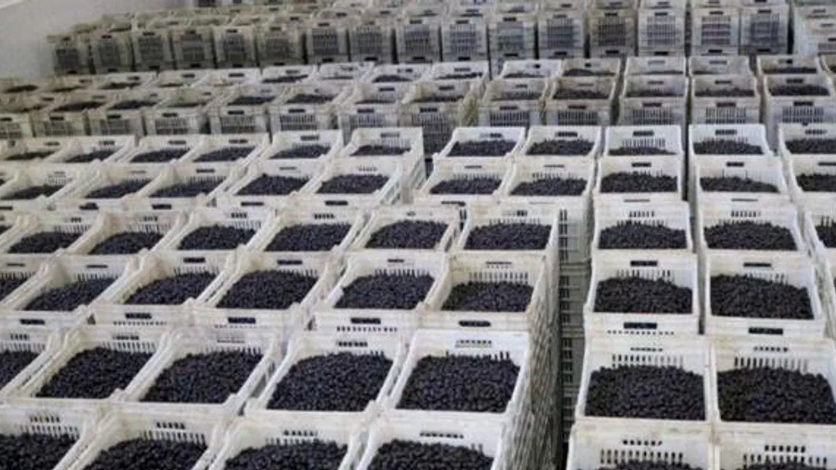 Zeytin üreticisi ortaktan 2,8 milyar TL'lik teslimat