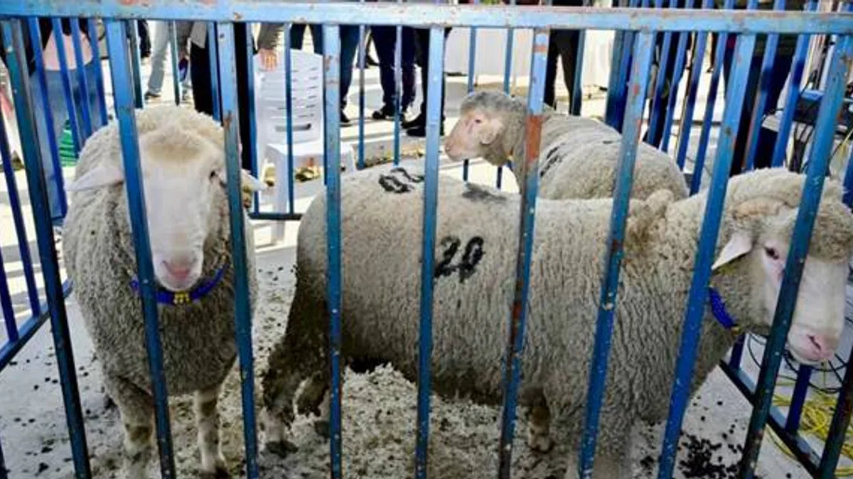 İzmir Aliağa’da 'damızlık koç'lar dağıtıldı