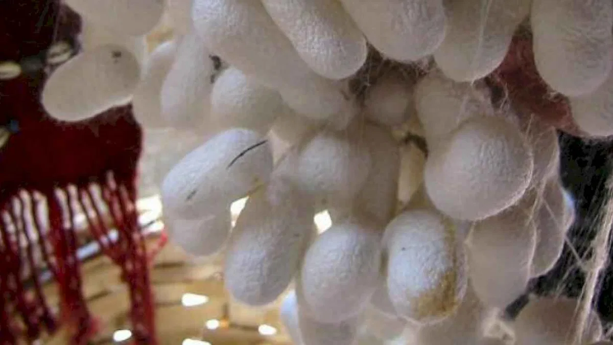 Yaş ipek kozası üretimi arttı