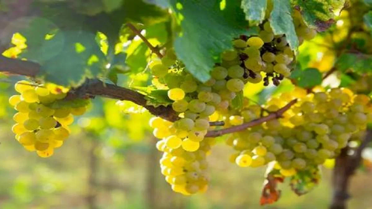 'Erkenci tür'ün ihracat yolculuğu başladı