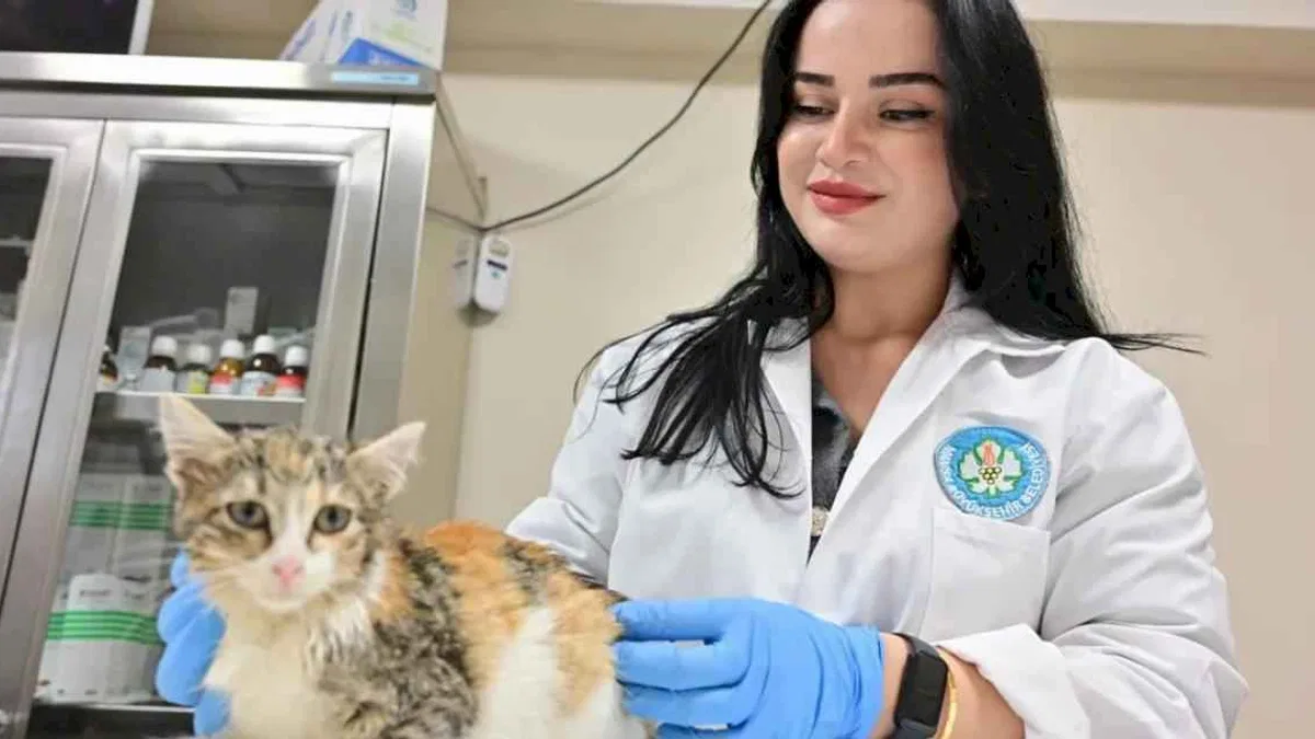 Manisa'da kısırlaştırılan kedi sayısı 3 bini geçti