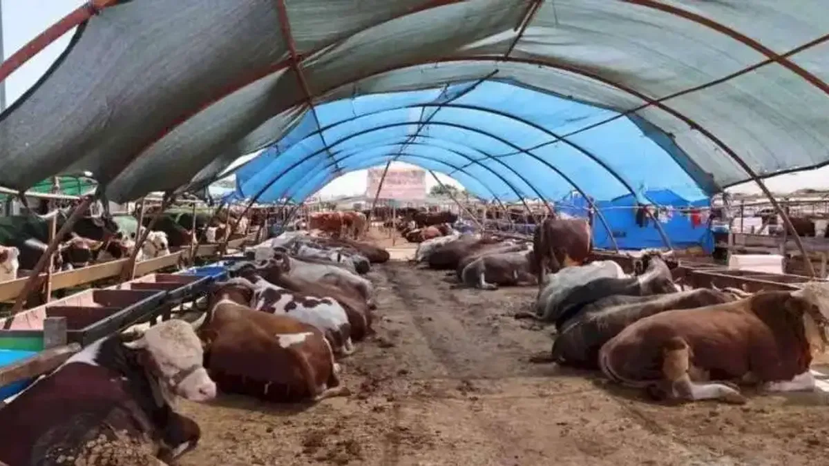Büyükşehir kurban satış noktalarını ilaçlıyor