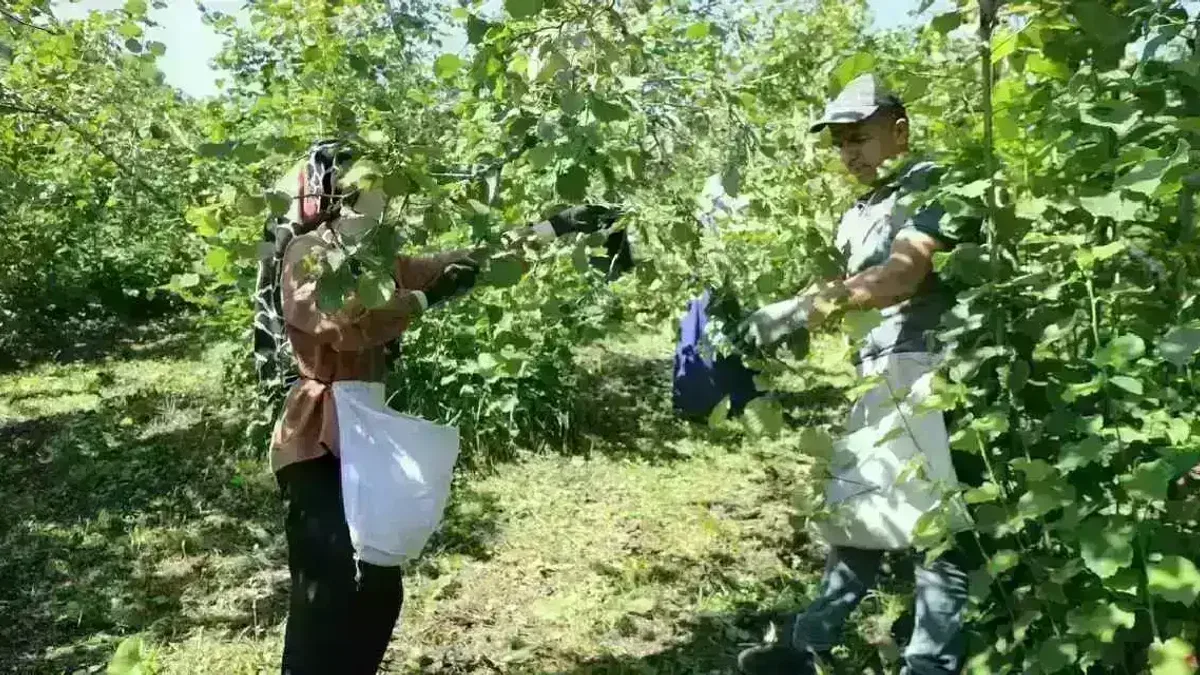 Ordu’da fındık hasadında işçi sorununa çözüm