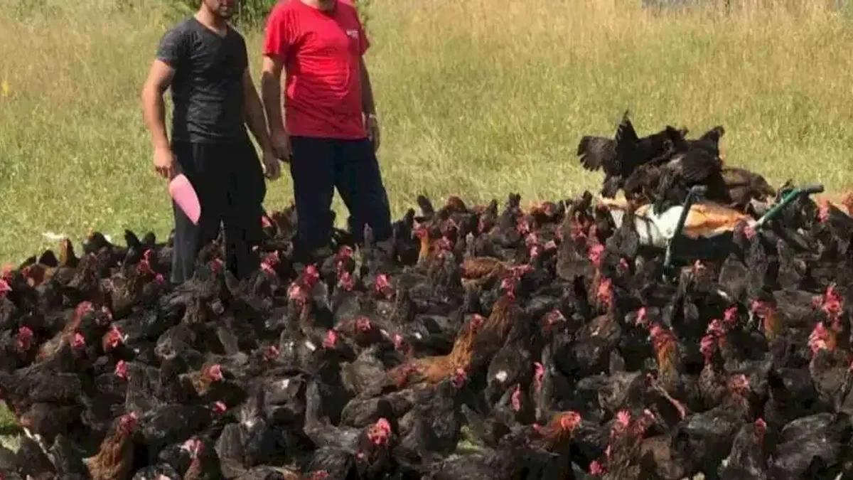 Üreticiye yüzde 50 hibeli yumurta tavuğu desteği