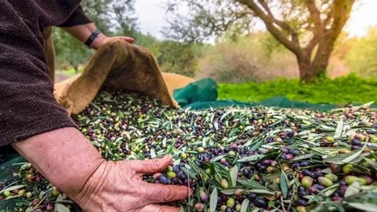 Türkiye’nin zeytin ve zeytinyağı mirası fotoğrafla geleceğe taşınıyor