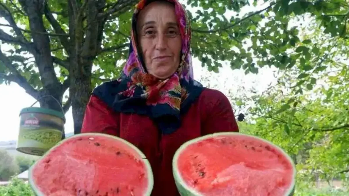 Kocaeli'nin karpuz tohumu üreticilere teslim ediliyor