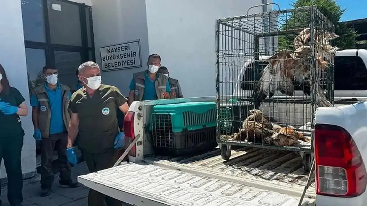 Kayseri Büyükşehir 35 yaban kuşunu doğaya kazandırdı