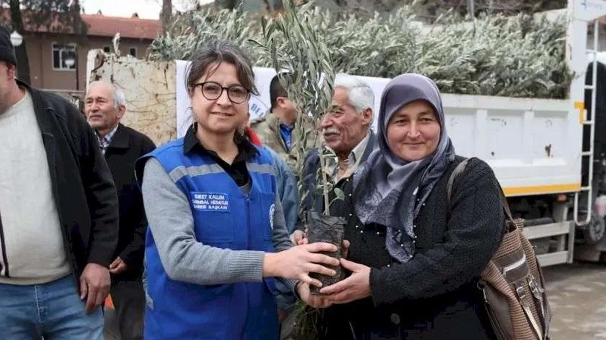 Muğla Ula’da üreticiye zeytin ve ceviz fidanı desteği