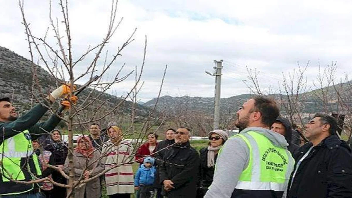 Akseki ve Demre'de budama ve aşılama eğitimi verildi