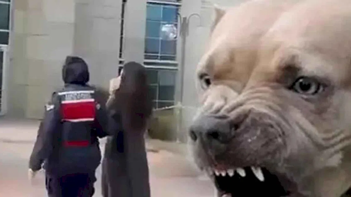 Etimesgut'ta pitbull dehşetinde yeni gelişme... Köpek sahibi tutuklandı!