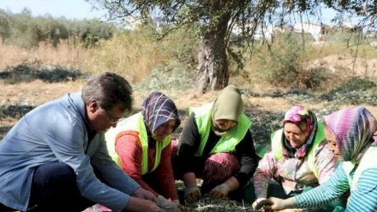 Edremit'te zeytin hasadı başladı