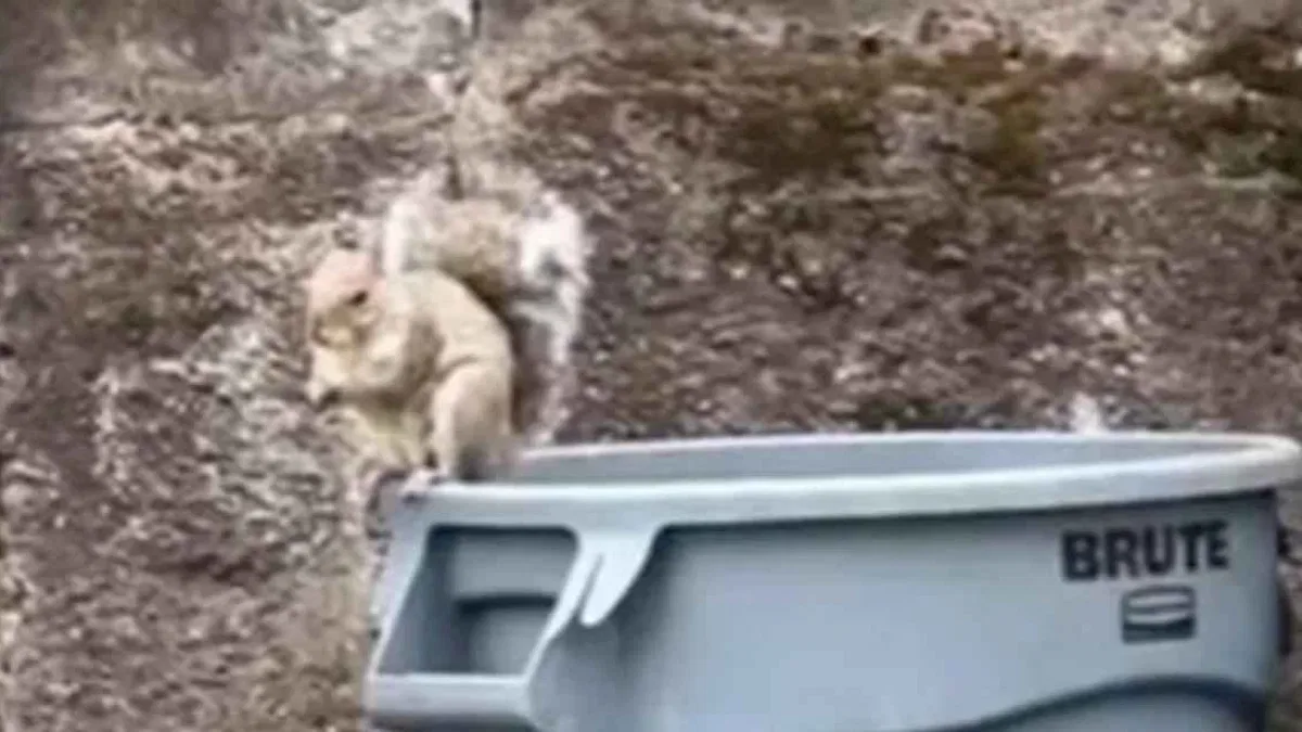 Kedi köpek yok ama... ABD'de sokakta dahi yürürken karşılaşılan ilginç yabani hayvanlar