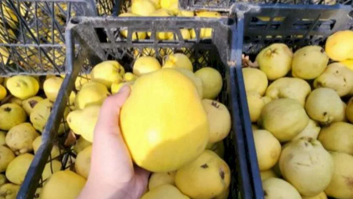 Armut üreticisi isyanda! Tarlada 8 lira, pazarda 35 lira...