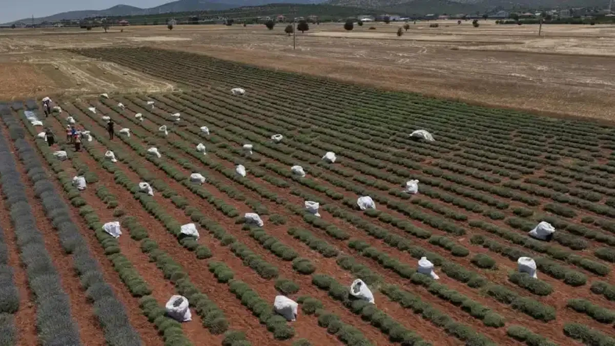 TZOB: 30 yılda 3 milyon hektar tarım arazisi kaybedildi!