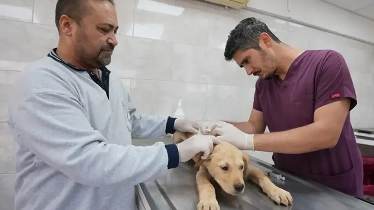 Denizli'de sokak hayvanlarına kalıcı çözüm hamlesi