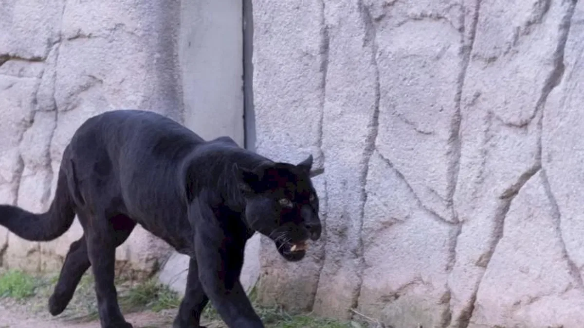 İzmir'de Doğal Yaşam Parkı'nın jaguarı Juliet yaşamını yitirdi!