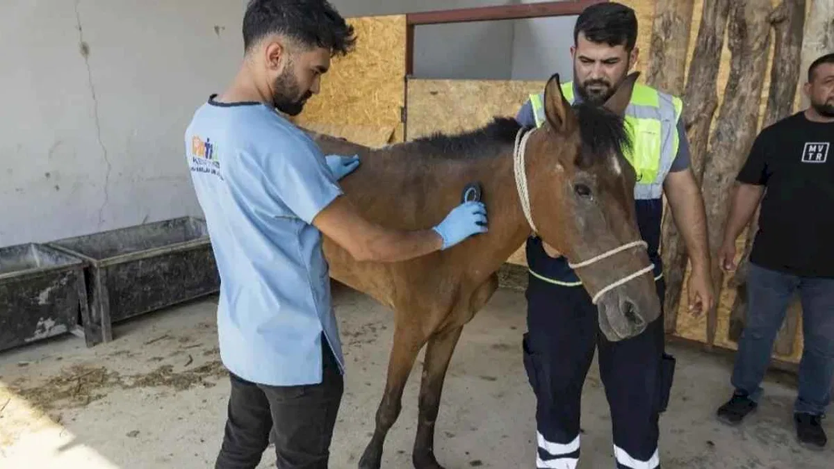 İzmir Buca’da terk edilen atlar Pako’da güvenli yaşama kavuştu